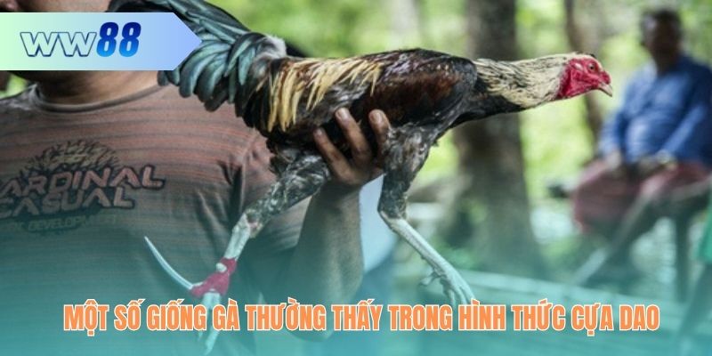 Một số giống gà đá cựa dao nổi tiếng