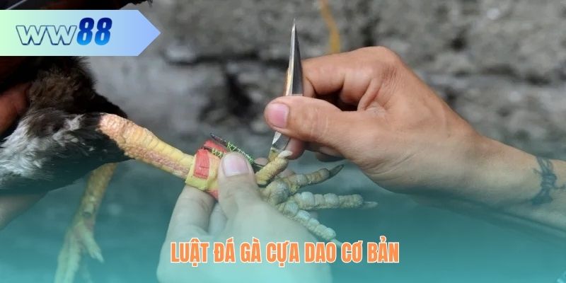 Luật chơi đá gà cựa dao chi tiết dễ hiểu