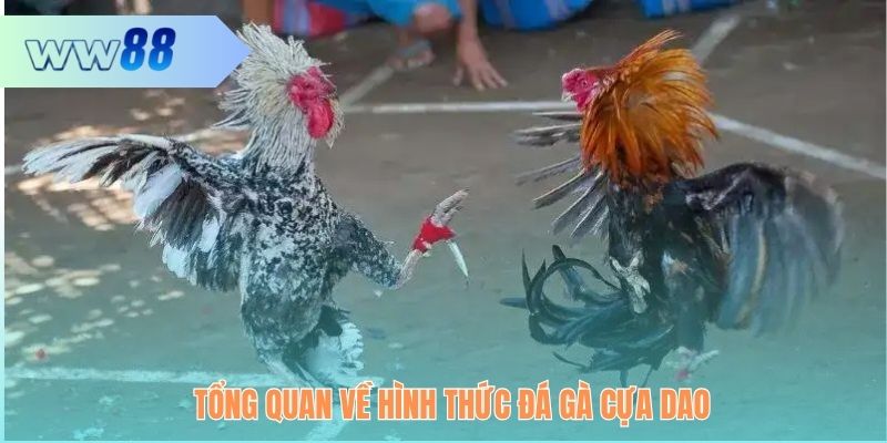 Tổng quan về hình thức đá gà cựa dao